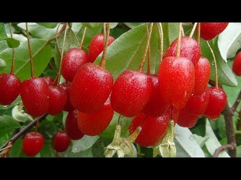 Video: Sind Geißblattbeeren essbar?