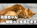 我が家の愛猫は今日も頑張っています。