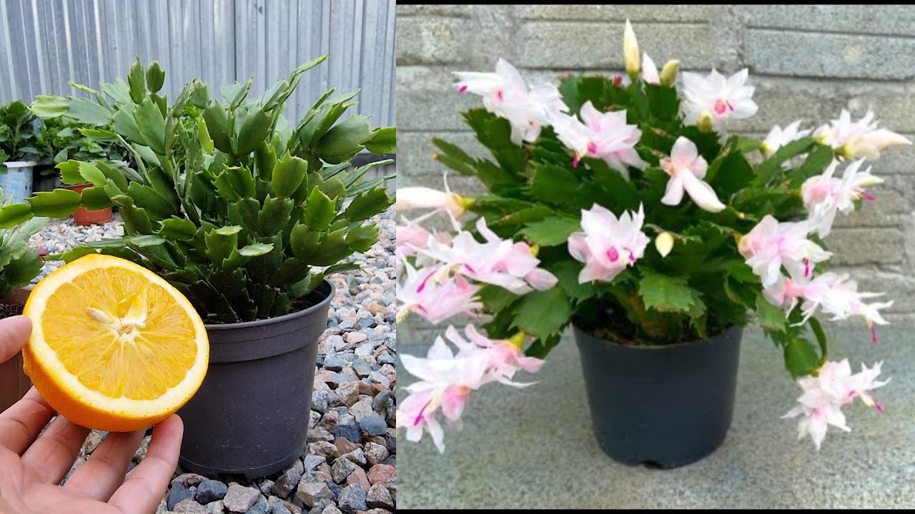 BU YÖNTEMİ KESİNLİKLE DENEYİN😉 AÇMAYAN COŞMAYAN YILBAŞI ÇİÇEĞİ KALMASIN