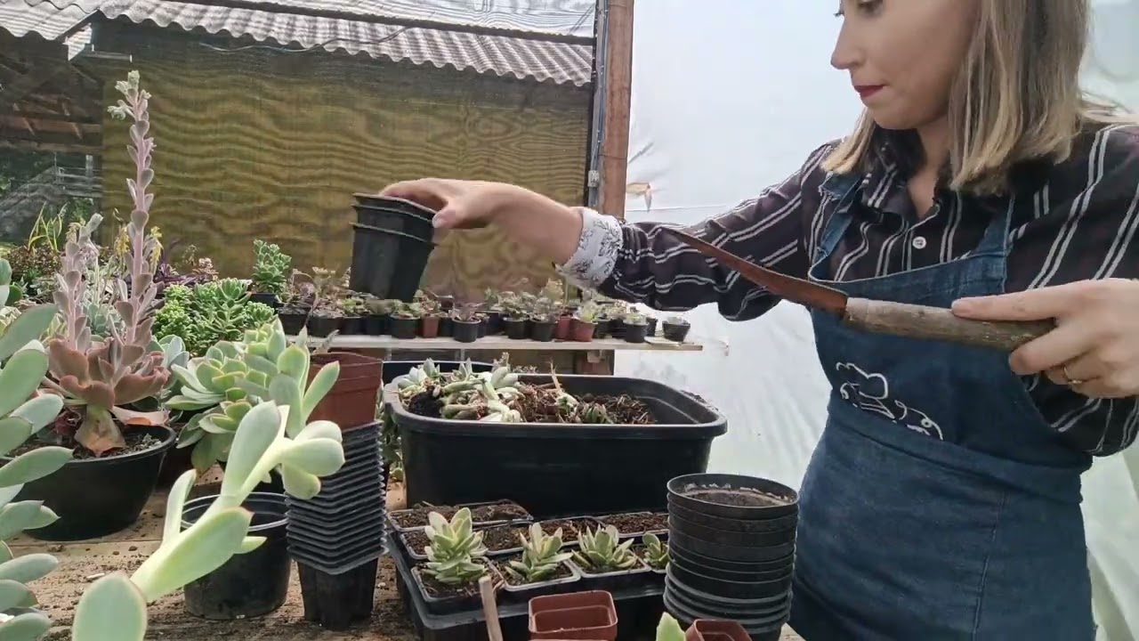 Vlog mudas de Suculentas Parte 2
