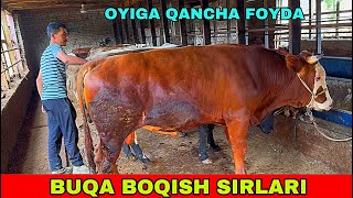 BUQA BOQISH SIRLARI QANCHA FOYDA BOR 1 OYDA