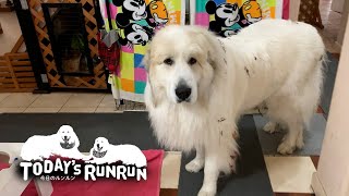 体中で落ち葉を集めるモップ犬のアランです　Great Pyrenees　グレートピレニーズ