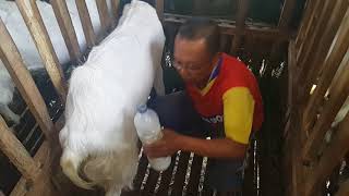 Susu kambing Etawa / Pe Basir