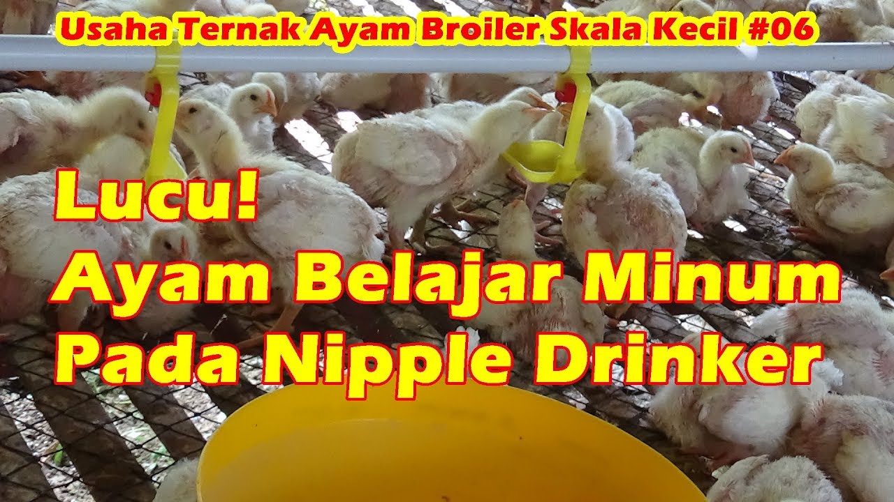 Lucu Ayam Belajar Minum Pada Nipple Drinker Usaha Ternak Ayam