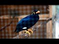 Talented Hill Mynah video in Philippines! This bird can speak ;-)