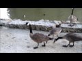 Friendly canada geese aug 616