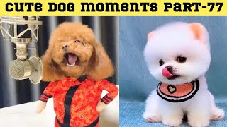 Cute dog moments Compilation Part 77| Funny dog videos in Bengali by Askoholic Shorts বাংলা 3 weeks ago 4 minutes, 15 seconds 109,217 views