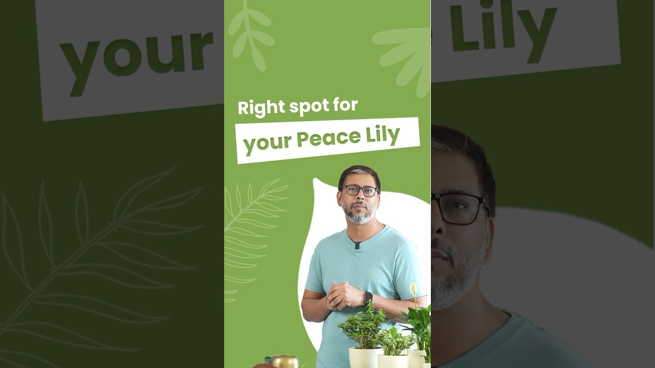 Vastu Tips for Peace Lily Plant | 