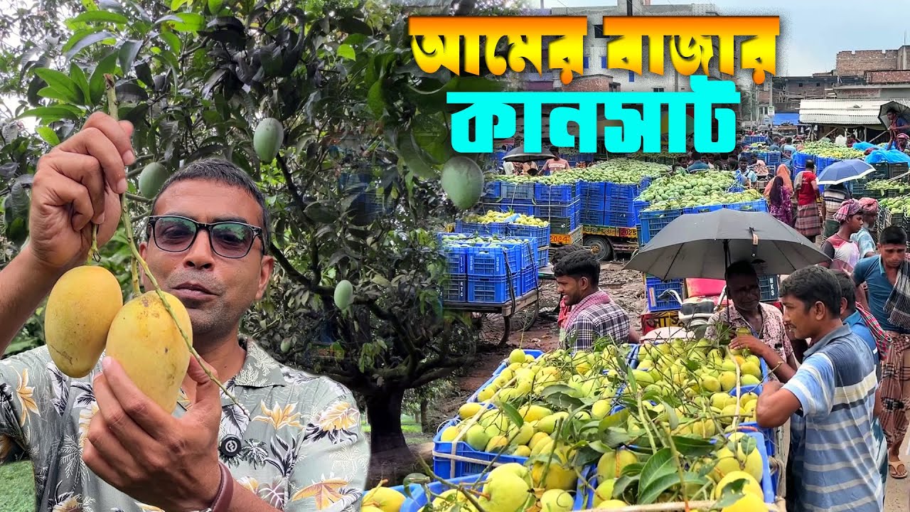 দেশের সর্ববৃহৎ আমের বাজার কানসাট সুস্বাদু আমে বাজার সয়লাব | Kansat  Biggest Mango Market in BD