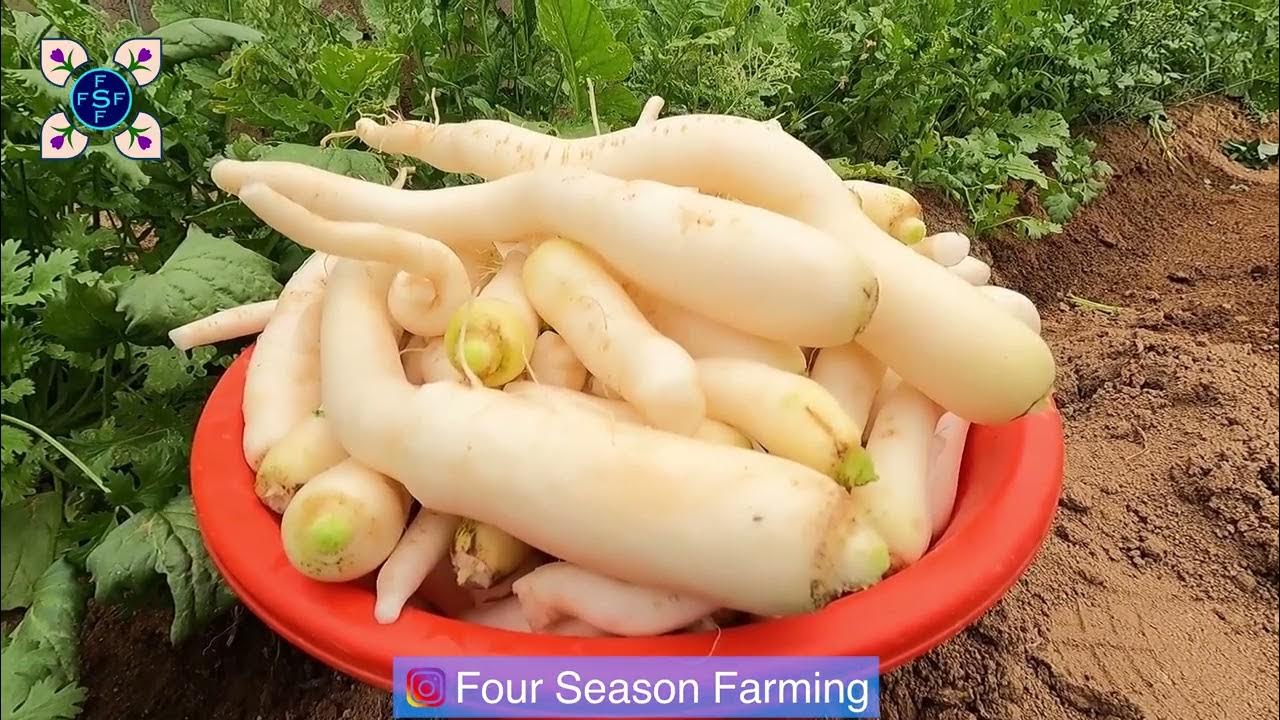 White Radish is growing fast برداشت مولی سفید در شش هفته YouTube