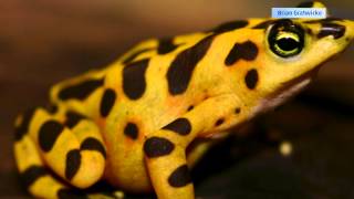 A New Champion of Reptile and Amphibian Biodiversity!