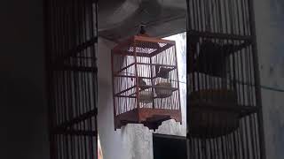 Download Mp3 Pleci ngebrem ngekek love bird Gudang lagu Download Mp3 Pleci ngebrem ngekek love bird