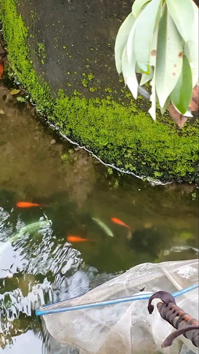 LOOK GUYS I GOT A GOLDFISH 😱😱😱🥳🥳🥳 #fishfinding #seefish #lotsoffish #fishing #intheriver #fish