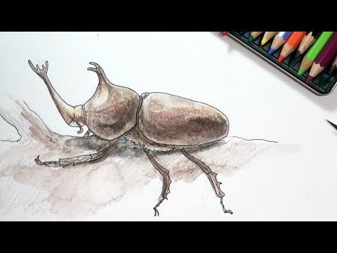 カブトムシ横 ペン画と色鉛筆の絵の描き方簡単イラスト Youtube