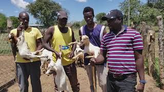 Inbreeding in goats and its effects