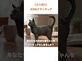 【猫好き必見】大人気3dねこフィギュア_写真1枚で制作 #ねこ #猫好きさんと繋がりたい