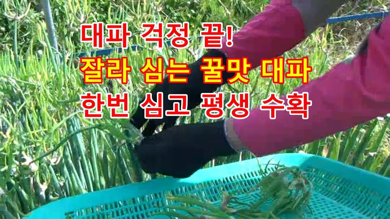 No more worries about green onions, cut them into pieces and plant them. Introduction to green on...