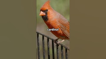 How Cardinals Talk- Cardinals have their own secret language! #Birds #Nature #Cardinals