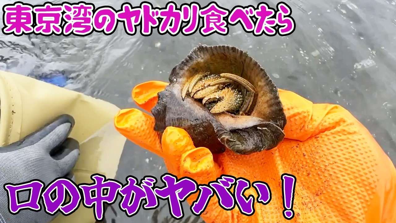 東京湾のヤドカリ食べたら口の中がヤバい！