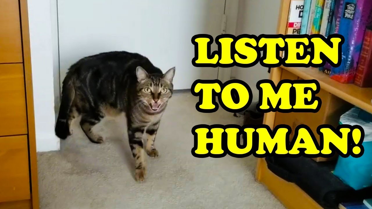 Cats Talking With Their Humans 2019 [NEW]