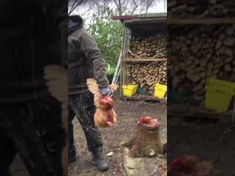 Video: Sådan Slagter Du En Fugl