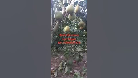 Bưởi víp chiên Lục Ngạn (0966118896- 0354411689)