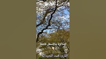 #فجرية جديدة هادئة بالترتيل الخاشع للقارئ#محمد_اللحيدان #1445 #اكسبلور #الجاثية #nature