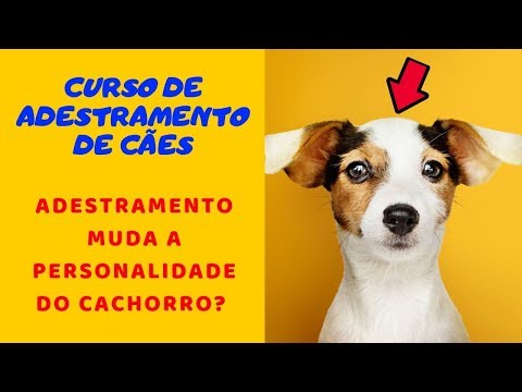 Curso de Adestramento de Cães - Adestramento Muda a Personalidade do Cachorro? Mito Ou Verdade?