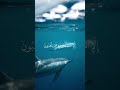 سورة الأنبياء الشيخ خالد الجليل