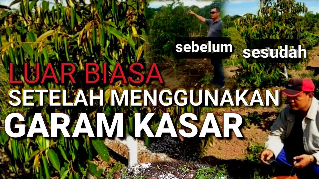 SETELAH MENGGUNAKAN || GARAM KASAR - RIZAL DURPAY