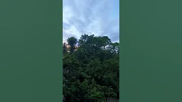 Пение птиц на Шри-Ланке 🏝 Смотреть со звуком