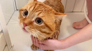 大好きなねぇねにお風呂に入れてもらったまん丸猫がかわいすぎました #猫 #マンチカン