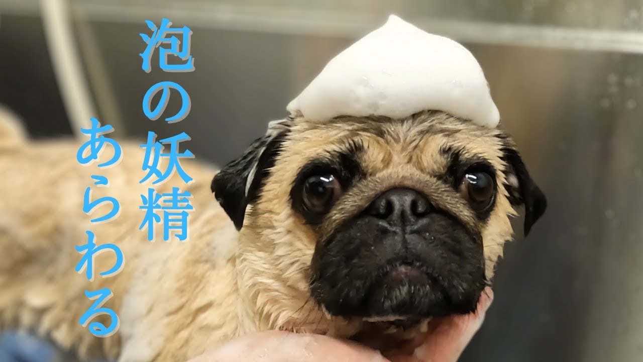 カインズで月1セルフシャンプーと買い物【パグPug】 - YouTube