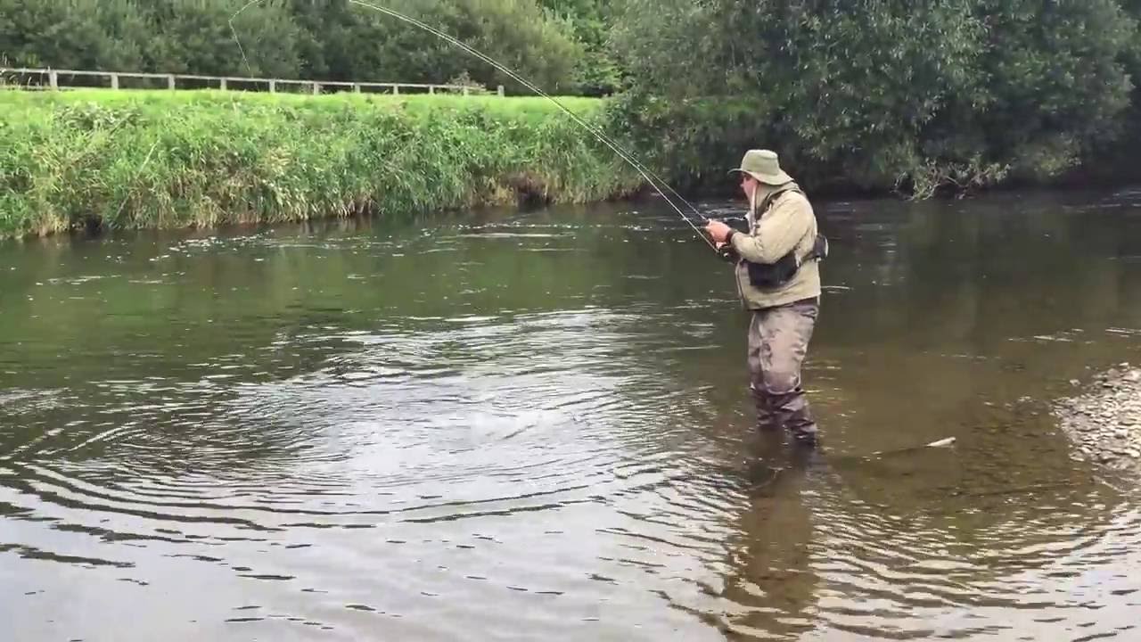 Tom's Sea Trout from the River Towey YouTube