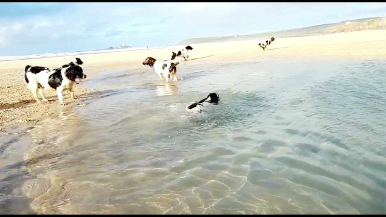 Bluebell Springers dip in the sea. Cornwall Beach walk