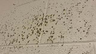 ‘Mold. Mold. Mold.’ Former Cedar Point workers describe dorm conditions, park pushes back