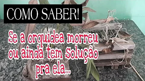 Porquê minha orquídea está secando?