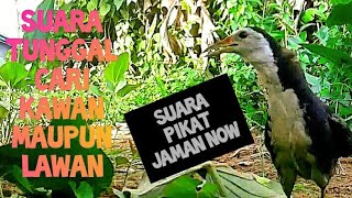 suara pikat ruak ruak terbaru di jamin ampun