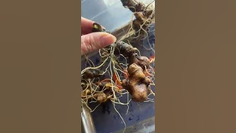 Sâm chất lượng mời các bác siêu tầm zalo 0377965679 e Nguyệt nhé