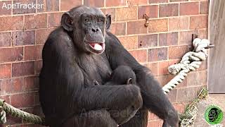 Chrissie Brings Baby Chimp Cyndi Over To Eric 🐵🥰 #chimpannzee #chesterzoo