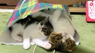【悲報】ぽこ太郎、おっさんの育児を放棄する…【パパ猫・子猫】