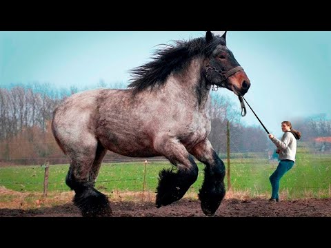 Video: De Ce Sunt Facturile Veterinare Mai Mari Decât Erau?