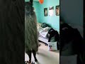 Person Tells Llama To Clean Up Room
