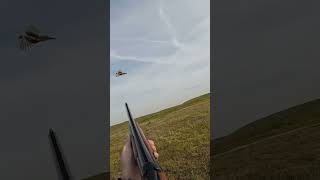 Bird Comes Out Of A Badger Den