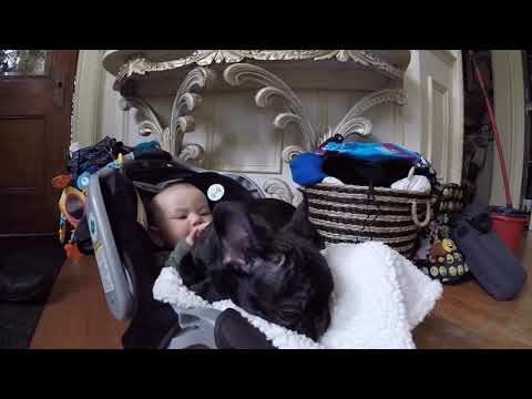 Video: Voordelen Van Vriendschap Tussen Kinderen En Huisdieren