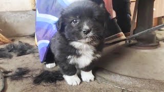 The abandoned black puppy was disliked because of its long hair, but it is innocent and cute!