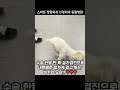 뒷다리를 잘 딛지 못하고 걷는 비키의 놀라운 변화 #슬개골탈구
