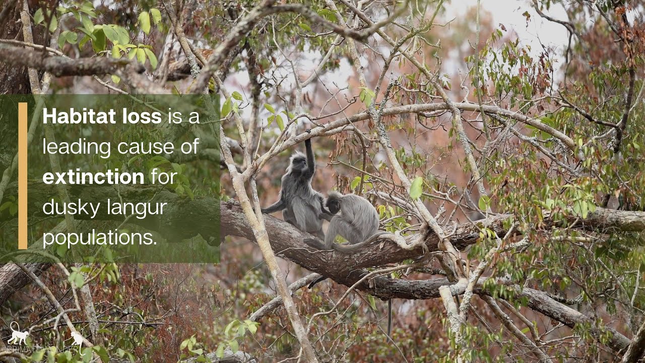 Dusky Langur (Trachypithecus obscurus)
