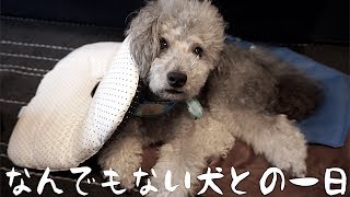 🐶愛犬と過ごす。なんでもないような事が幸せだったと思う。【トイプードルのグリィ】【dog】【toy poodle】