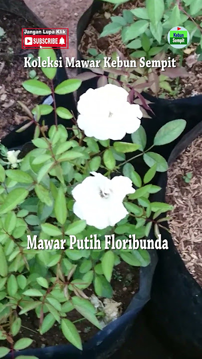 mawar putih floribunda koleksi kebun sempit #mawar #mawarputih #bungamawar #tanamanbunga